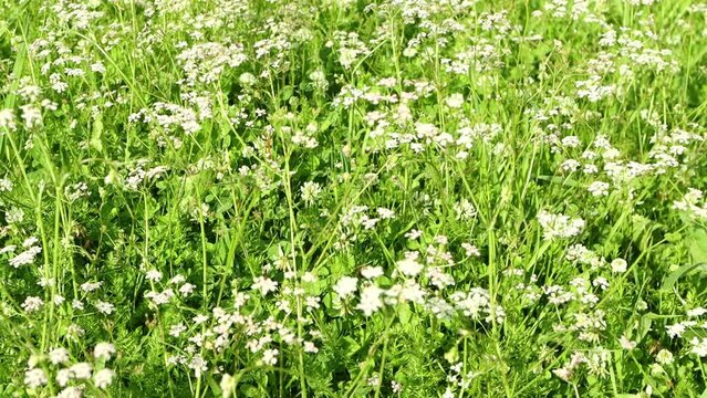 Panorama of a wild field with cumin plants, close-up on a bright sunny day with little wind
