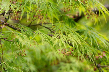 Young Japanese Maple - Acer Palmatum Dissectum, Background of green leaves - obrazy, fototapety, plakaty
