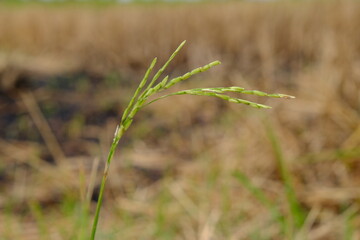 rice on rice field for background