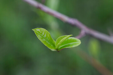 Closeup, Top of Green tea leaf in the morning, tea plantation, blurred background.
