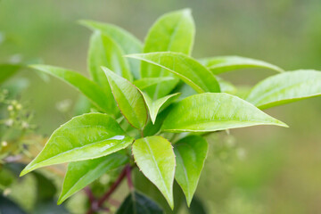 Leathery light green shiny leaves of Swamp Azalea plant, also called Clammy Azalea or Swamp Honeysuckle, latin name Rhododendron Viscosum