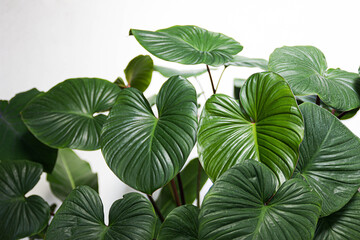 green leaves. Flat lay. Nature background