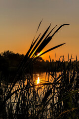 bulrush plant silhouette against orange sunset sky