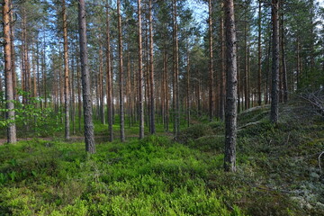 Wild forest, natural forest background, summertime 