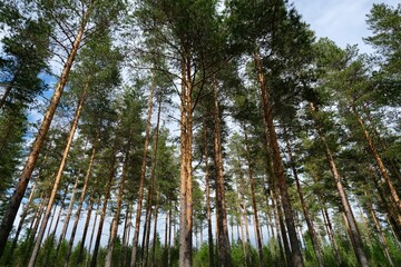 Wild forest, natural forest background, summertime 