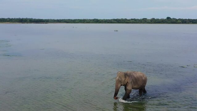 Aerial view of wid elephant in the lake in the national park. Wild animals. Sri Lanka.