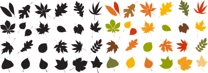 Poster silhouette leaves set autumn on white background isolated, vector © zolotons