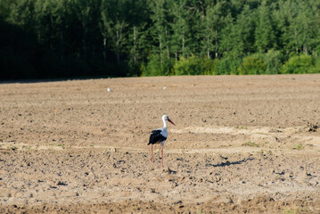 Fototapeta na wymiar a beautiful white stork in the middle of a field where crops are being harvested on a sunny summer day