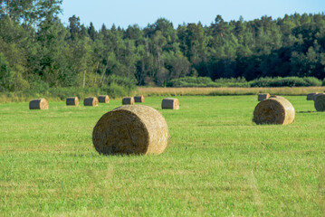beautiful rolls of hay in a field of green grass in the middle of summer on a sunny day