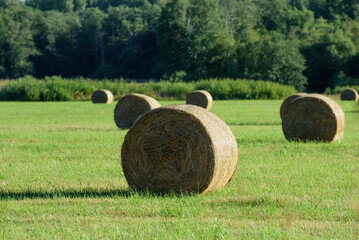 beautiful rolls of hay in a field of green grass in the middle of summer on a sunny day © Aivis