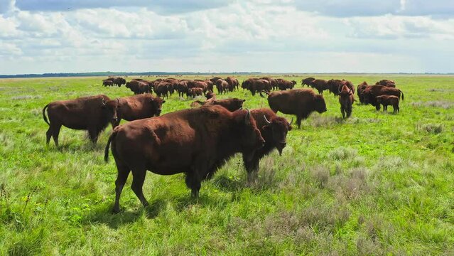 Buffalo bison wild pack meat green field young valley wildlife animal