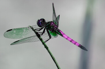 Dragon fly on plant stalk