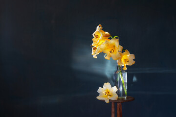 yellow lilly on dark blue background - obrazy, fototapety, plakaty