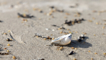 A half Cockle (bivalve) seashell on sand beach, blurred background and sunlight. Sea life and environment natural of seaside, closeup