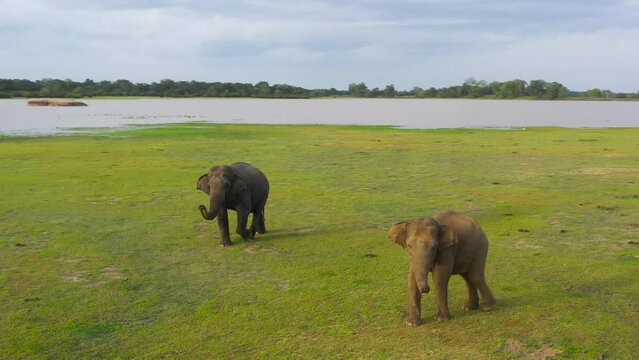 Aerial view of elephants in the national park. Wild animals in Sri Lanka.