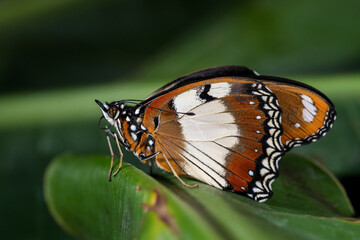 Danaid eggfly - Hypolimnas misippus, beautiful colored butterfly from African gardens and meadows,...