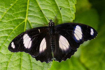 Obraz na płótnie Canvas Danaid eggfly - Hypolimnas misippus, beautiful colored butterfly from African gardens and meadows, Ethiopia.