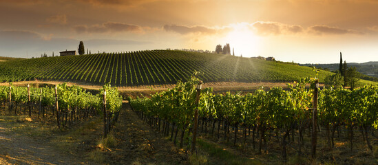 Rows of vineyards in tuscan countryside at sunset with cloudy sky in Italy.