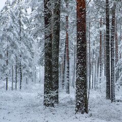 Beautiful winter landscape. Pine forest. Trees covered by snow