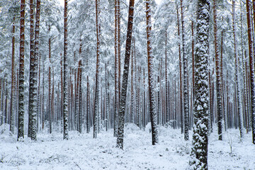 Fototapeta premium Beautiful winter landscape. Pine forest. Trees covered by snow