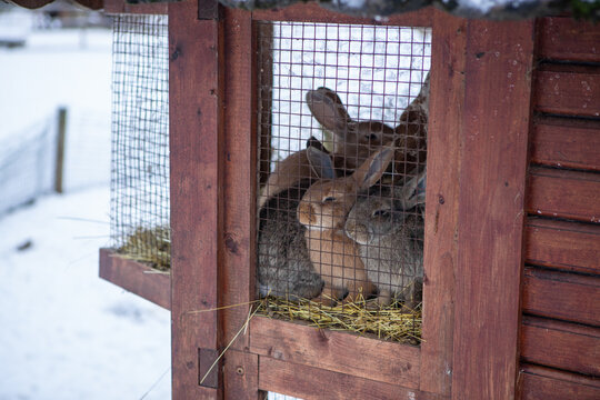 Rabbits in a cage seat on the hay. Modern farm in winter