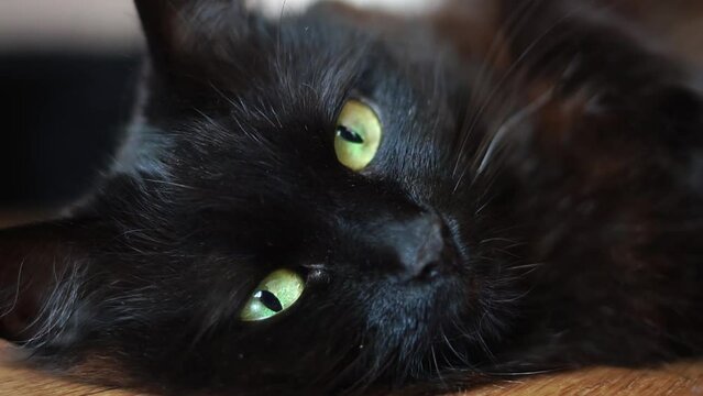 The cat looks into the camera. Yellow cat eyes close-up. Cat's eye. Pets. Videos with animals.
