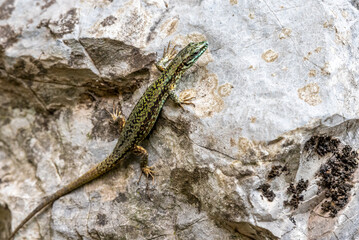 Green lizard on a rock in Lugano, Switzerland