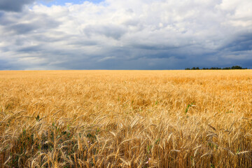 A field of golden wheat under a stormy sky and clouds. focus on the foreground.