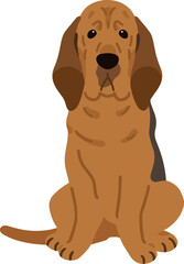 Simple and adorable Bloodhound dog illustration Sitting in front view flat colored - obrazy, fototapety, plakaty