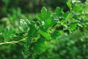Green background made of natural gooseberry bush leaves. Closeup, selective focus.