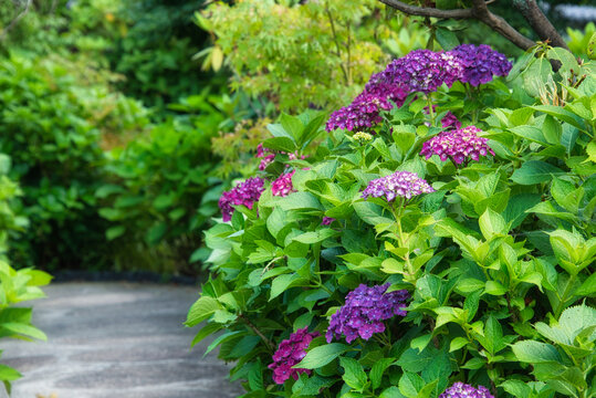 和風庭園images Browse 3 100 Stock Photos Vectors And Video Adobe Stock