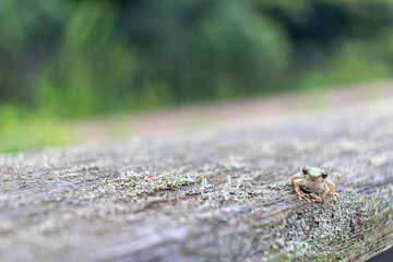 緑の中で座る日本の夏の緑色の小さいカエル
