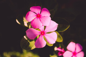 Pink Petals Flowers Blooming in Spring at Sunset with Macro Blurred Green Plants Background