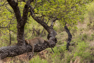 Fototapeta na wymiar Sleeping Leopard (Panthera pardus) 14725
