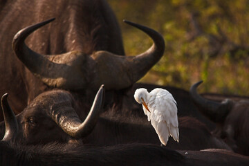 Obraz premium White Egret on Back Buffalo 14776