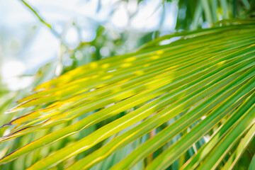 Large palm leaves on a blue sky background. Bright sunny day. The concept of relaxing on the beach. Summer background.