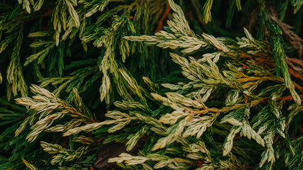 pine background