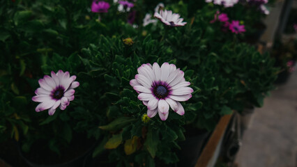 flowers in the garden