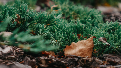 pine cones on moss