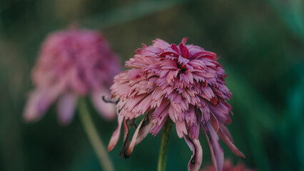 close up of a flower