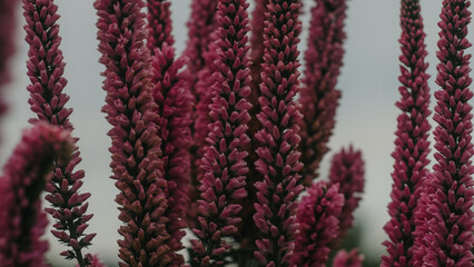 knitted wool texture