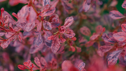 red and yellow flowers