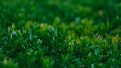 green grass background
