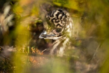 baby emu chicks in a national park in australia