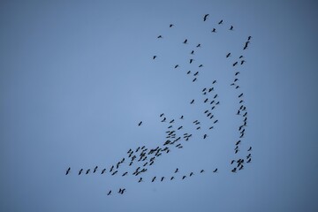 flock of birds flying in the sky