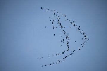 flock of birds flying in the sky