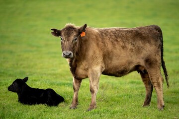 Herefords and Angus cattle grazing on pasture. Cows in a field on top of a hill eating grass, farmed organic and regenerative produced, in Tasmania, Australia.