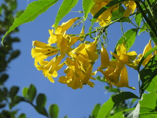 Fototapeta na wymiar Beautiful yellow flowers with a clear blue sky in the background