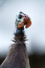 Guineafowl bird wild in africa close up