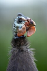 Guineafowl bird wild in africa close up